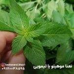نعنا موهیتو یا لیمویی