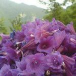 گل گاوزبان