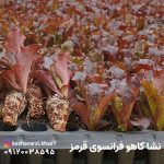 نشا کاهو فرانسوی قرمز