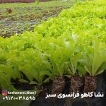 نشا کاهو فرانسوی سبز