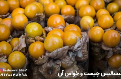فیسالیس چیست و خواص آن