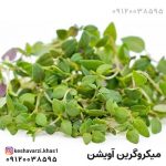 میکروگرین یا ریزسبزی آویشن