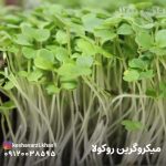 میکروگرین روکولا