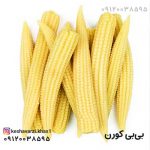 بی بی کورن تازه