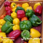نشا فلفل دلمه رنگی (سبز، زرد، قرمز، نارنجی)