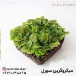 میکروگرین سورل