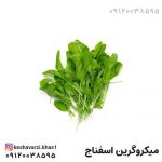 میکروگرین اسفناج