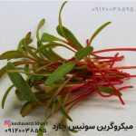 میکروگرین سوئیس چارد