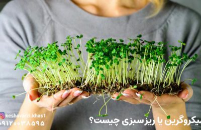 میکروگرین یا ریز سبزی چیست