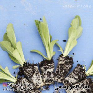 نشا کاهو رسمی