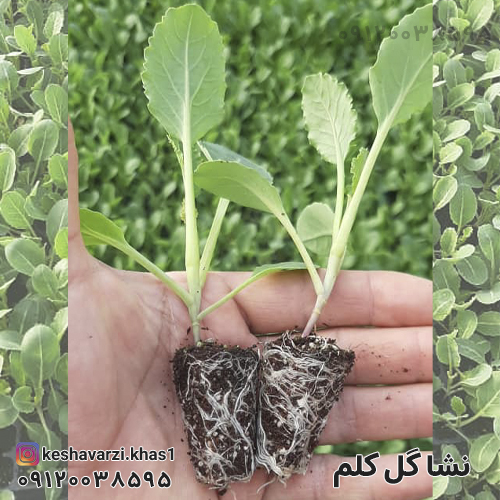 نشا گل کلم