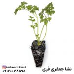 نشا جعفری فری