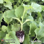 نشا خربزه