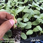 نشا خیار