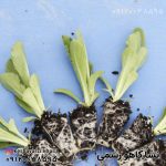 نشا کاهو رسمی