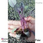 نشا کلم پیچ قرمز