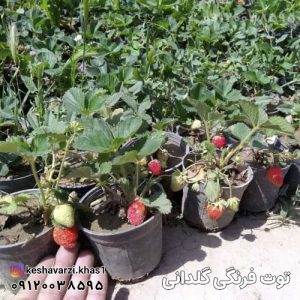 توت فرنگی گلدانی