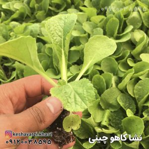 نشا کاهو چینی