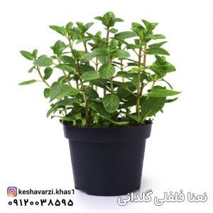 نعنا فلفلی گلدانی