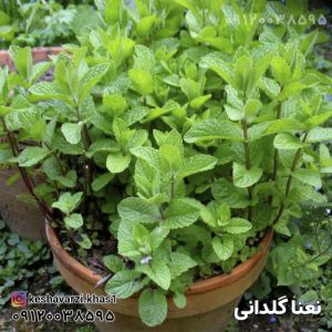 نعنا گلدانی