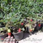 توت فرنگی گلدانی