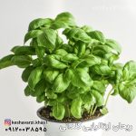 ریحان ایتالیایی گلدانی