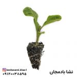 نشا بادمجان