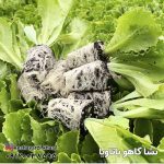 نشا کاهو باتاویا