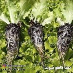 نشا کاهو بیوندا