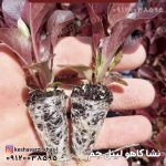 نشا کاهو لیتل جم قرمز