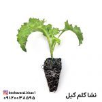 نشا کلم کیل