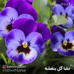 نشا گل بنفشه